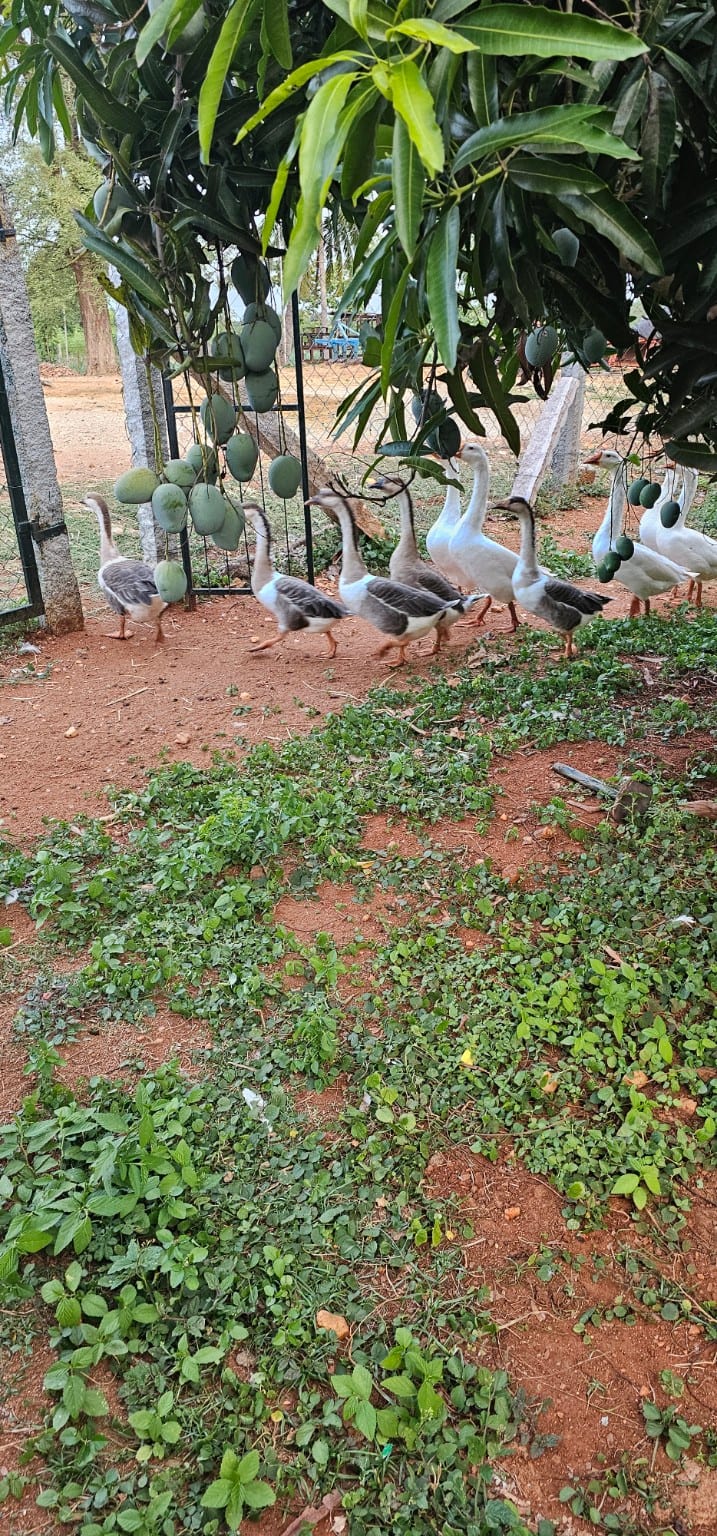 White geese walking beneath a mango tree heavy with fruit at Vathiyar Thottam