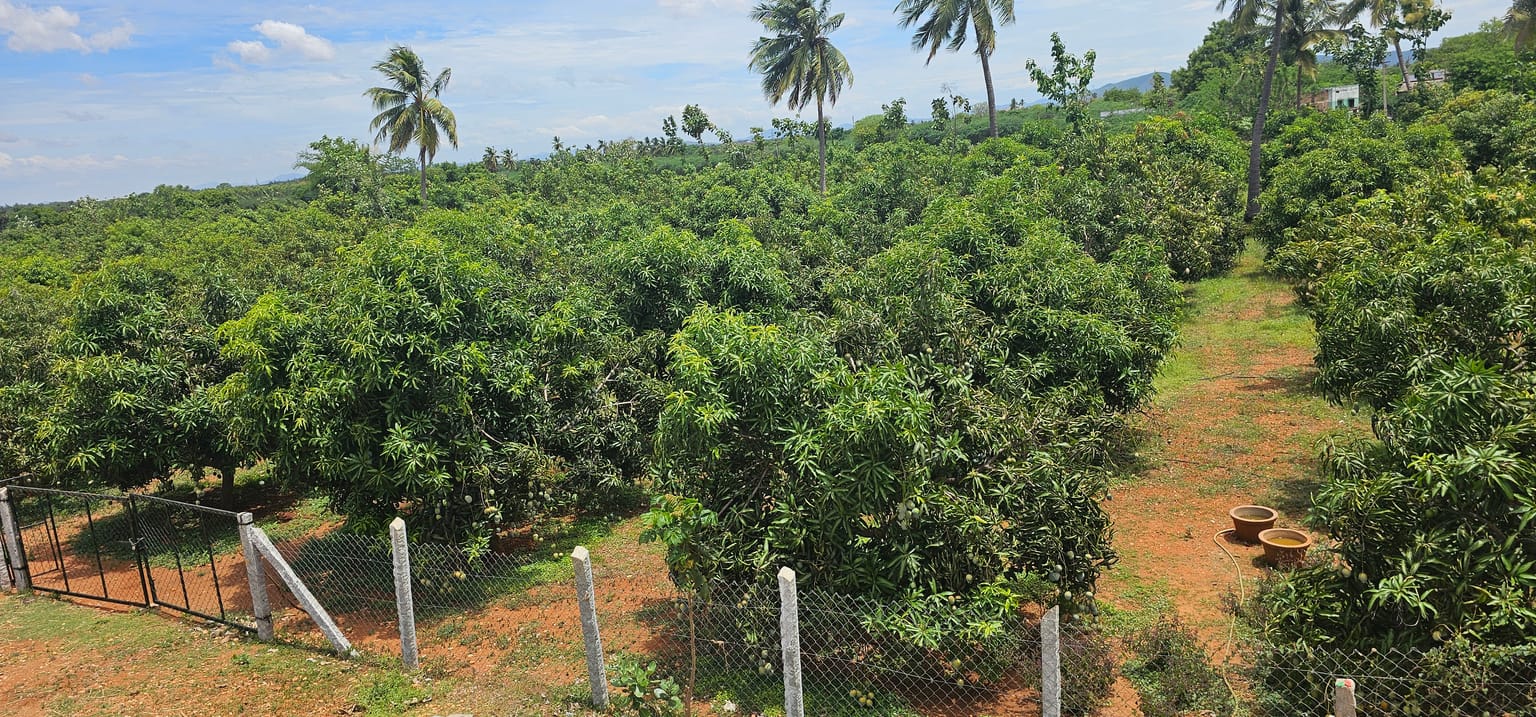 Sunlit rows of mango trees under a clear blue sky at Vathiyar Thottam, Muthanampatti