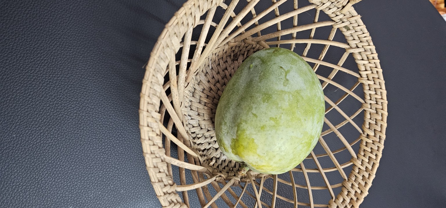 Neelam mangoes from Vathiyar Thottam, Muthanampatti
