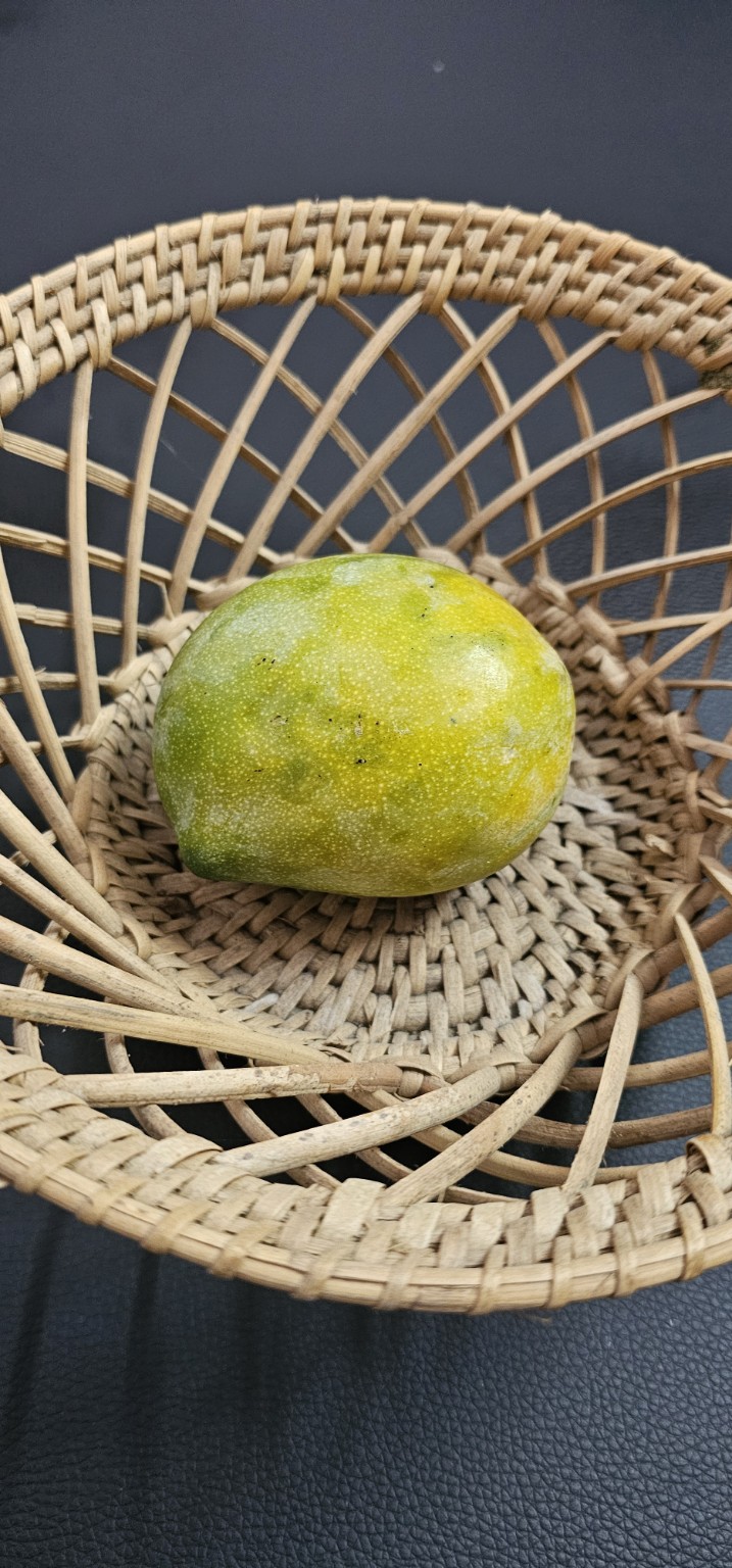 Pathiri mangoes from Vathiyar Thottam, Muthanampatti